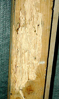 Befallener Dachsparren Befallener Dachsparren