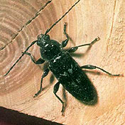 Hausbockkäfer Hausbockkäfer